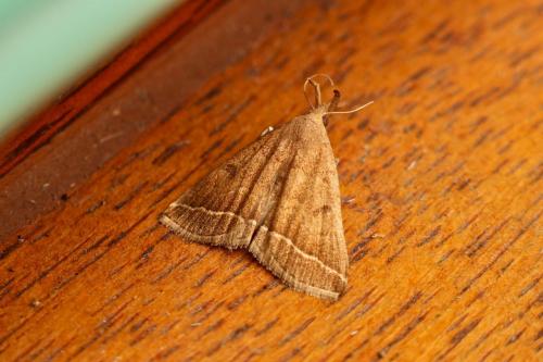 Réf. 207 476 : Pechipogo plumigeralis